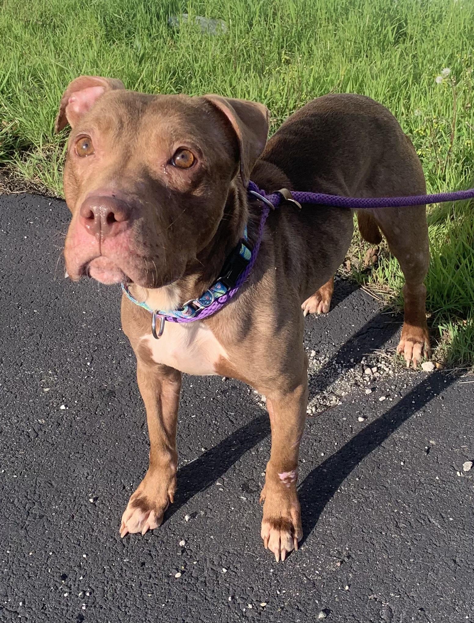 Enlarge Chloe, a ADOPTABLE mixed breed in McKeesport, PA image 4/6