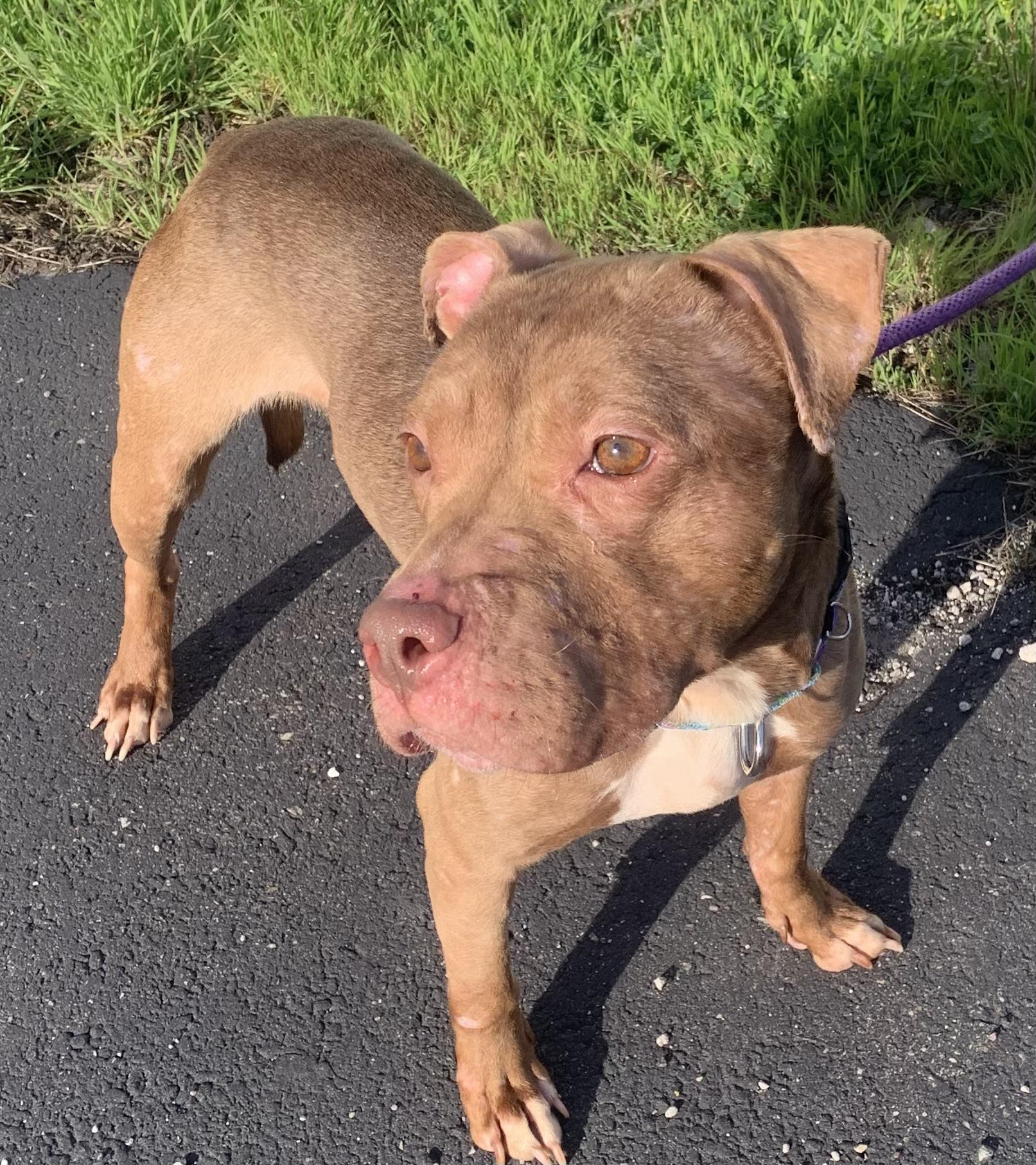 Chloe, ADOPTABLE, Young Female Pit Bull Terrier.