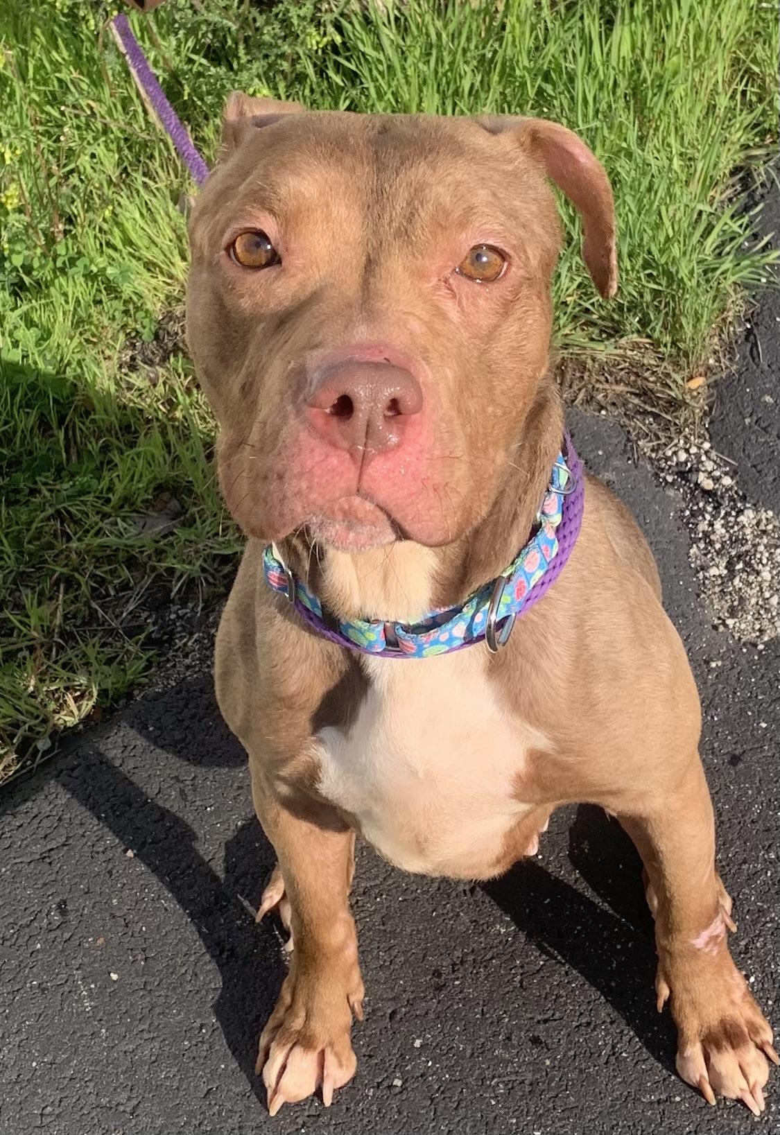 Enlarge Chloe, a ADOPTABLE mixed breed in McKeesport, PA image 6/6