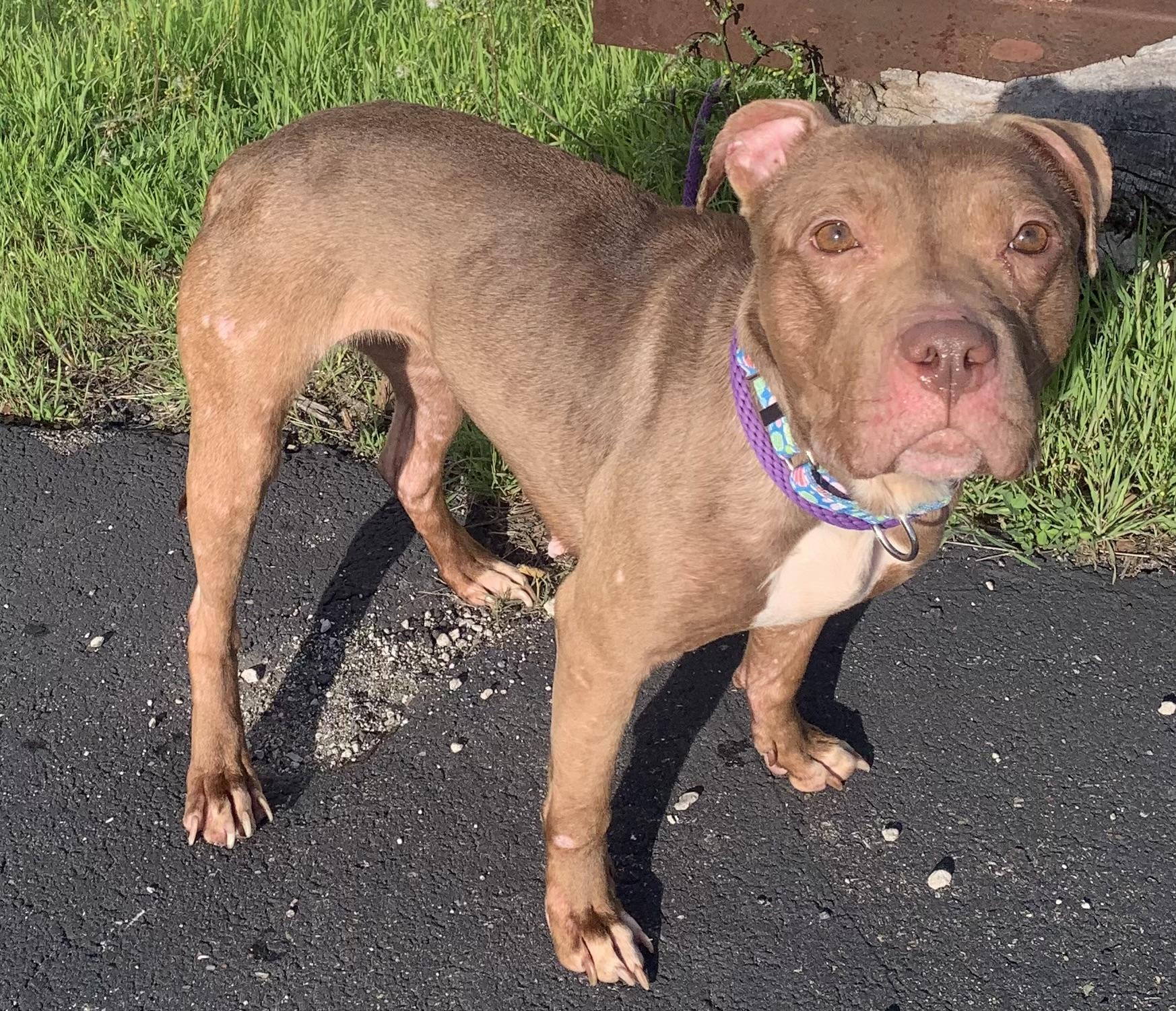 Enlarge Chloe, a ADOPTABLE mixed breed in McKeesport, PA image 5/6