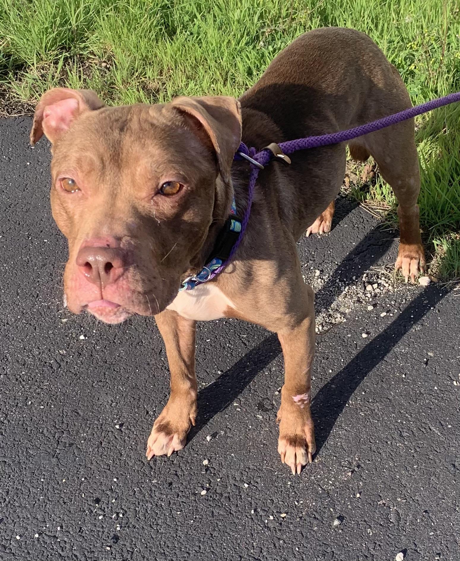 Enlarge Chloe, a ADOPTABLE mixed breed in McKeesport, PA image 2/6