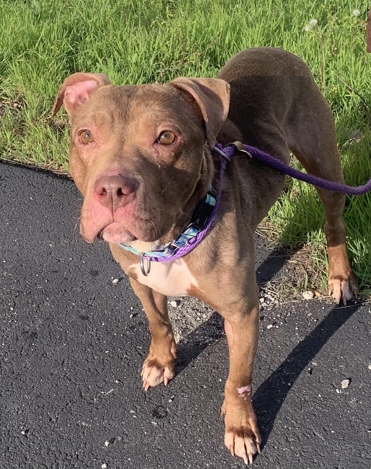 Enlarge Chloe, a ADOPTABLE mixed breed in McKeesport, PA image 3/6