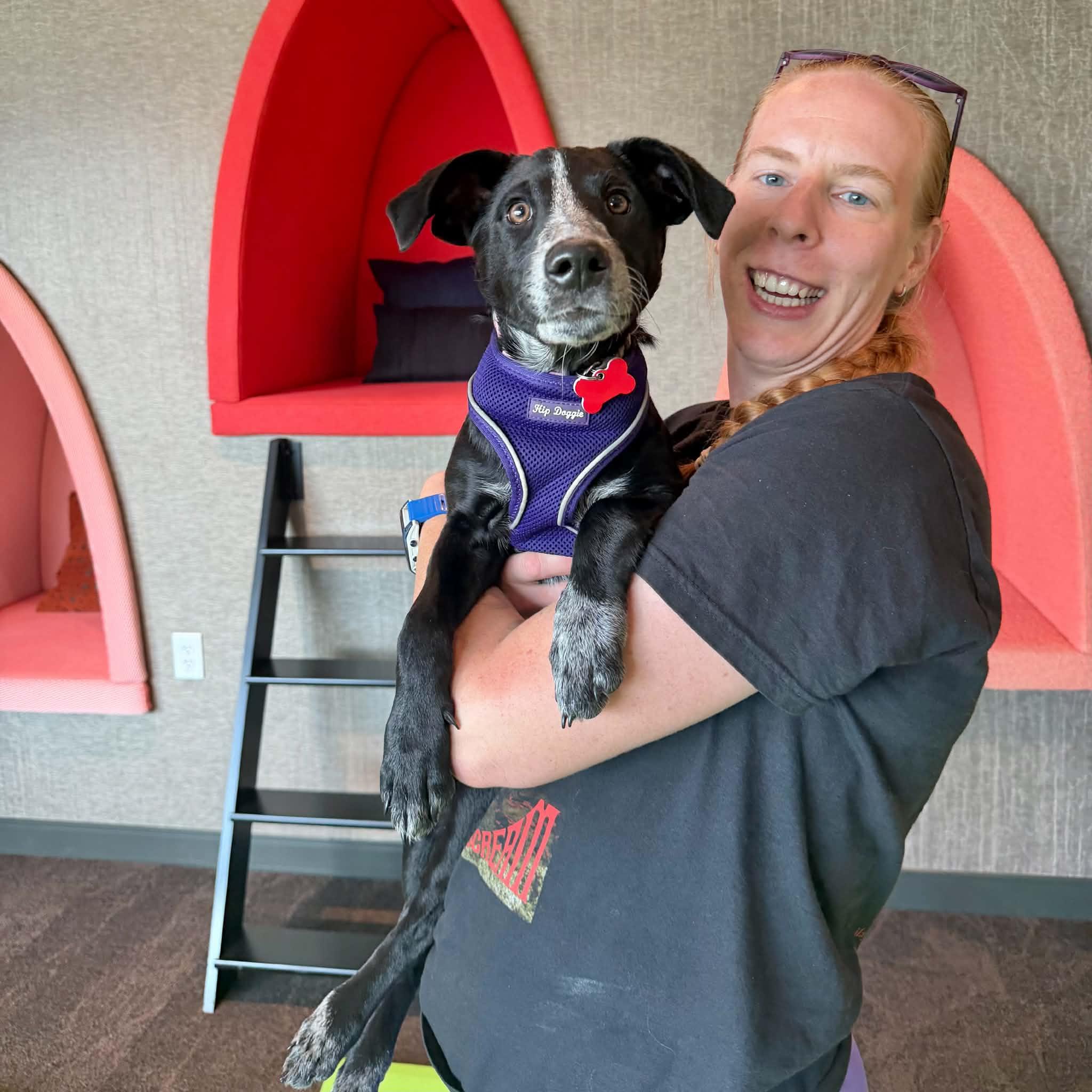Enlarge Rosie, a Adoptable mixed breed in Boulder, CO image 4/6