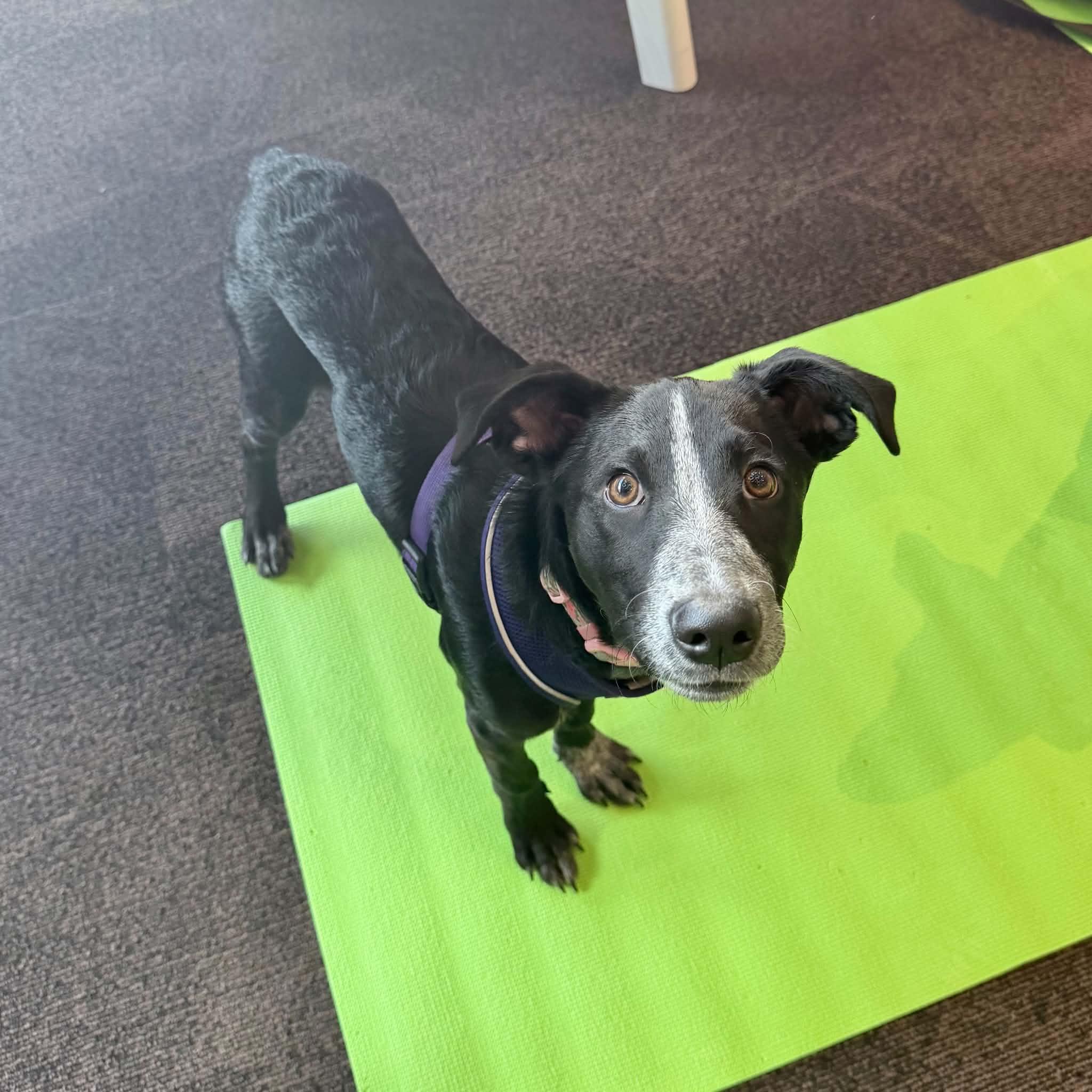 Enlarge Rosie, a Adoptable mixed breed in Boulder, CO image 1/6