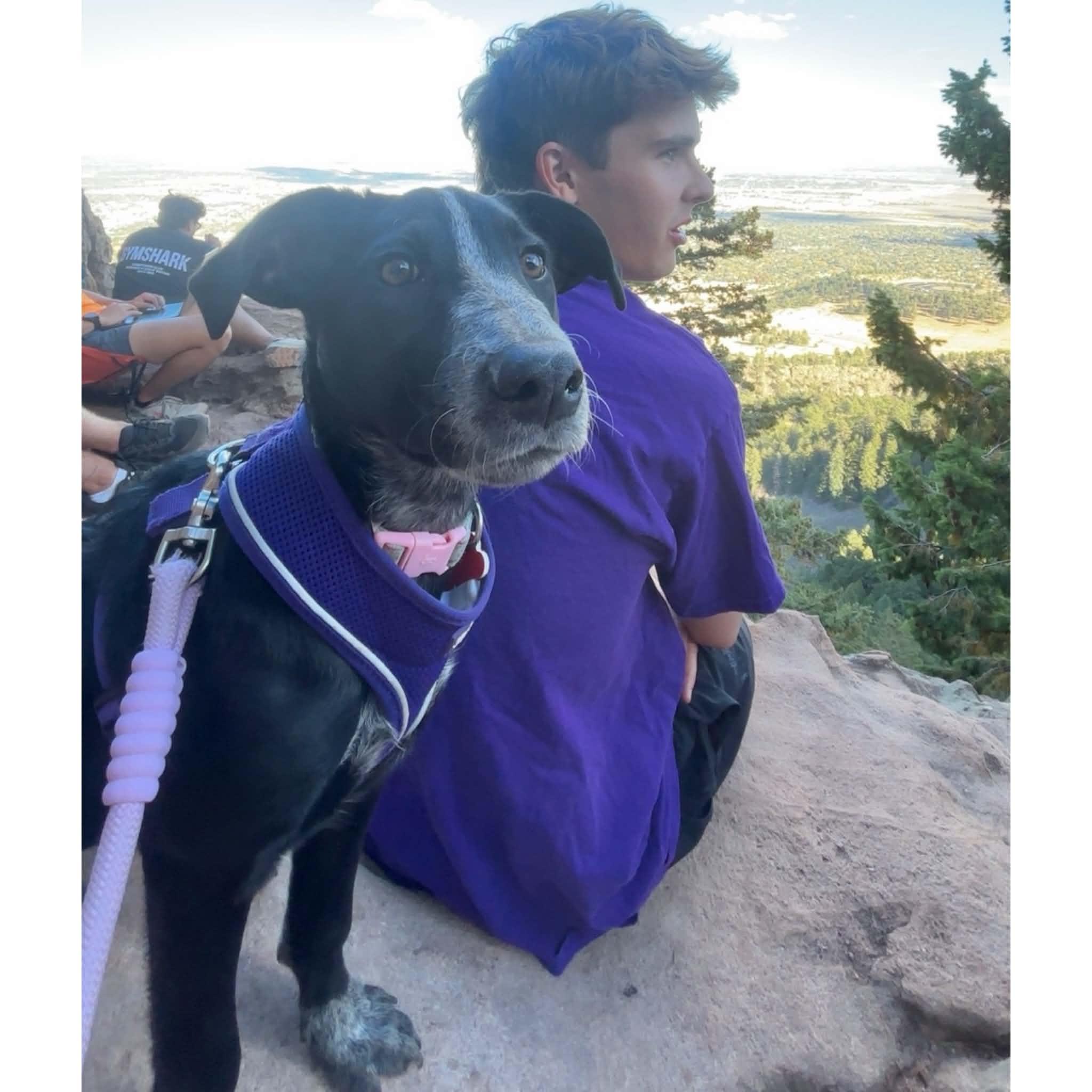 Enlarge Rosie, a Adoptable mixed breed in Boulder, CO image 3/6
