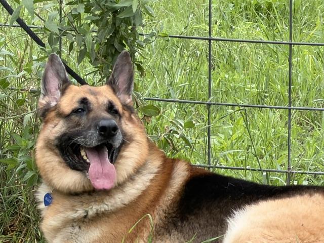 Biggie, an adopted German Shepherd Dog in Rockdale, TX image 2/6