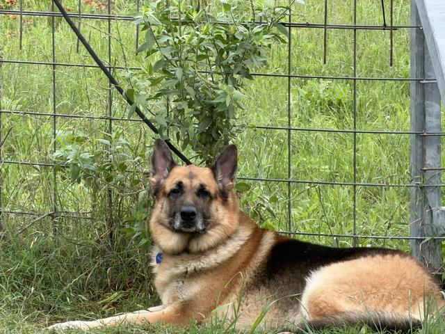 Biggie, adopted, Adult Male German Shepherd Dog.