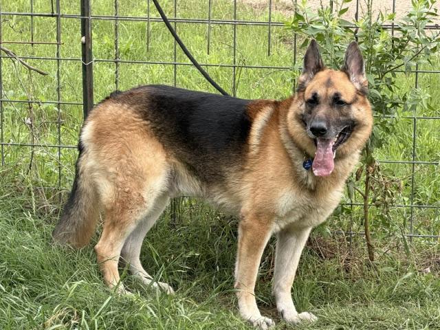 Biggie, an adopted German Shepherd Dog in Rockdale, TX image 5/6