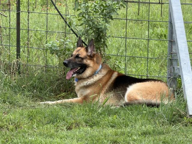 Biggie, an adopted German Shepherd Dog in Rockdale, TX image 6/6
