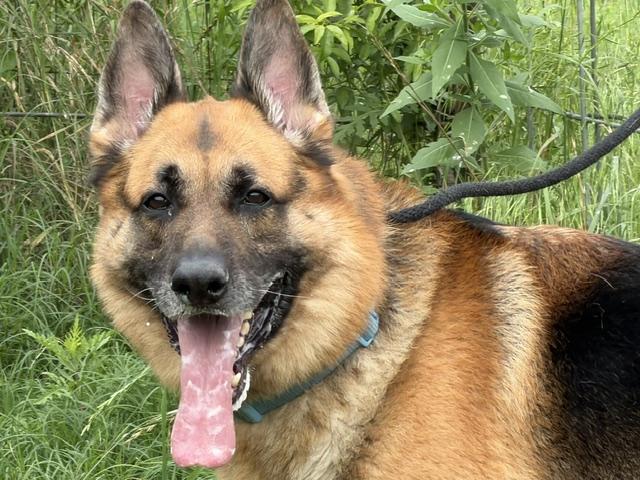 Biggie, an adopted German Shepherd Dog in Rockdale, TX image 4/6