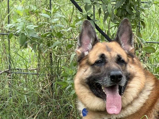 Biggie, an adopted German Shepherd Dog in Rockdale, TX image 3/6
