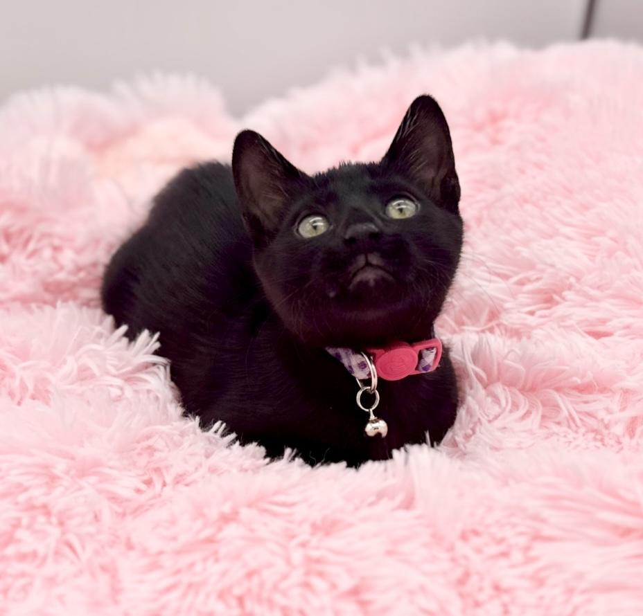 Enlarge Homeland Security, a Adoptable Domestic Short Hair in Covington, LA image 1/6