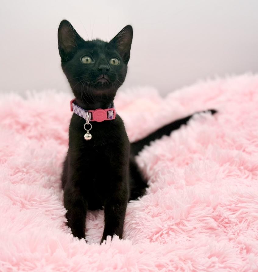 Enlarge Homeland Security, a Adoptable Domestic Short Hair in Covington, LA image 2/6