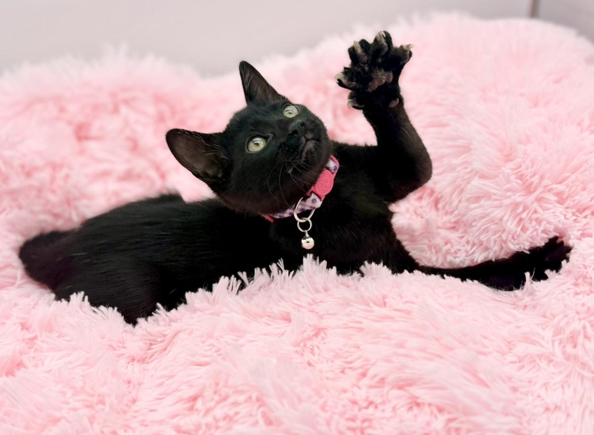 Enlarge Homeland Security, a Adoptable Domestic Short Hair in Covington, LA image 3/6