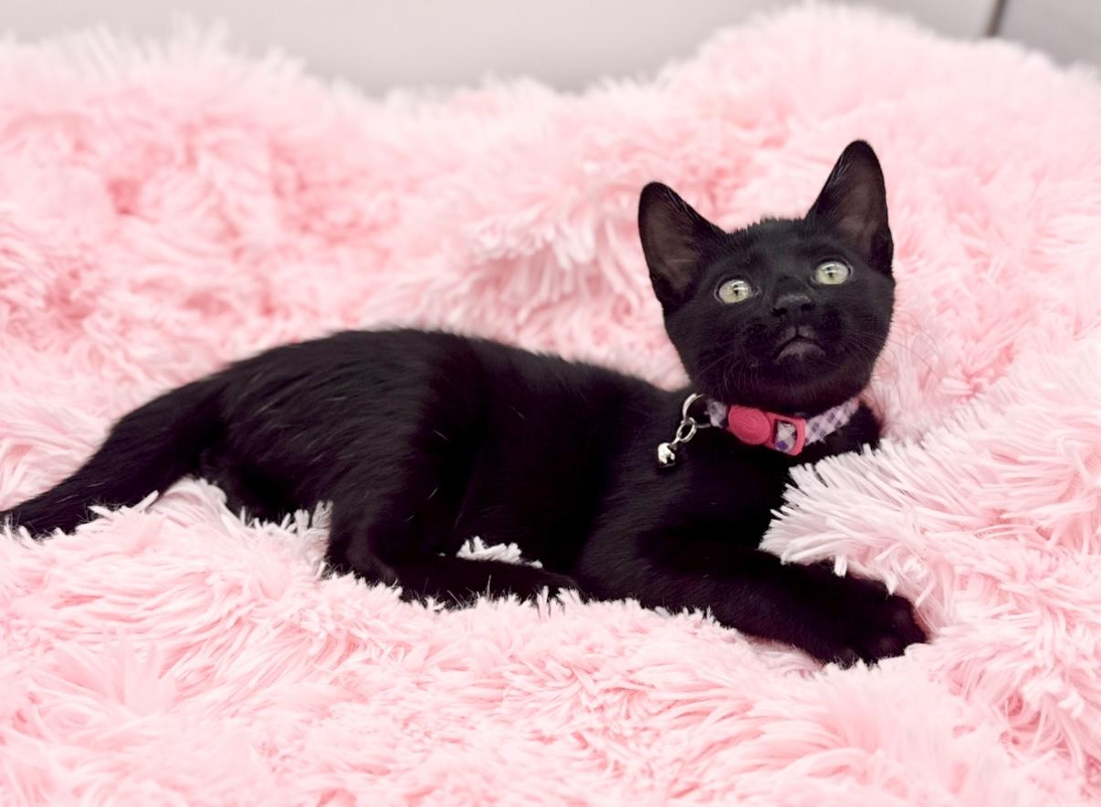 Enlarge Homeland Security, a Adoptable Domestic Short Hair in Covington, LA image 4/6