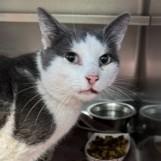 Guac — thumbnail 2