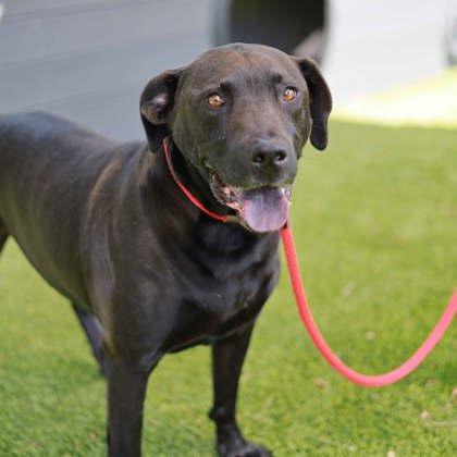 Buddy, Adoptable, Adult Male Labrador Retriever & Mixed Breed.
