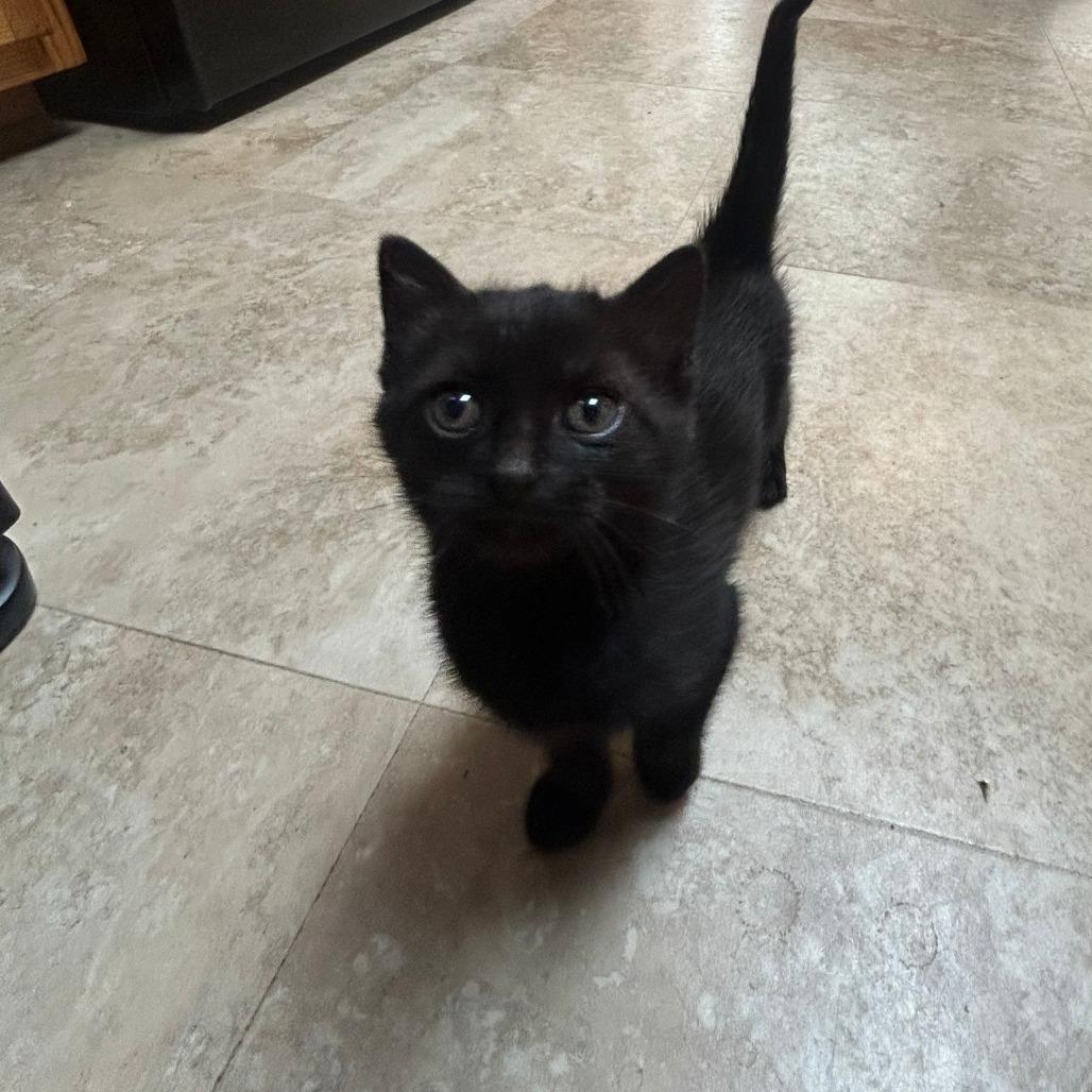 WAFFLE - Domestic Medium Hair for adoption in Birmingham