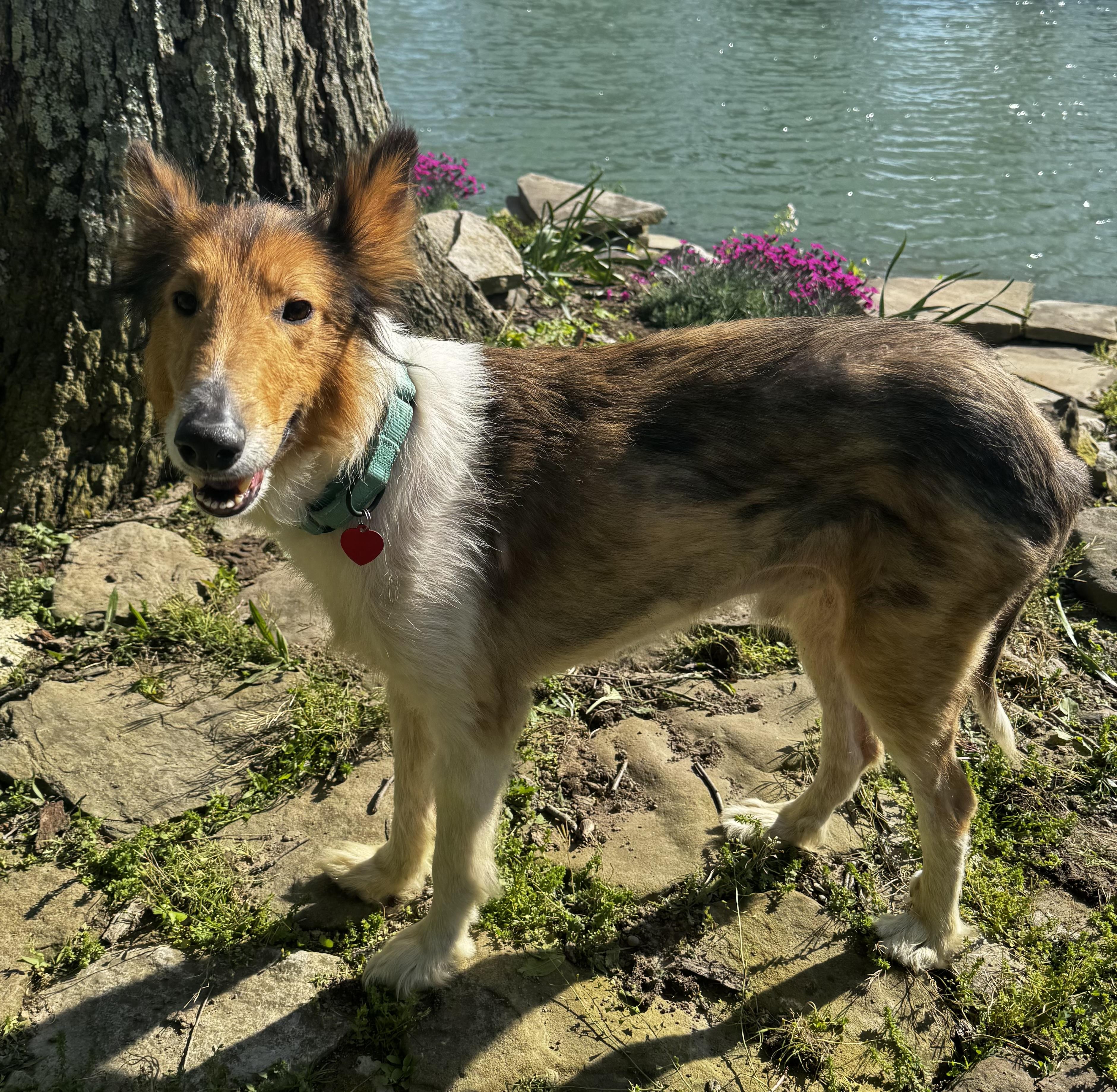 Enlarge Beau, a Adoptable Rough Collie in Elyria, OH image 1/6