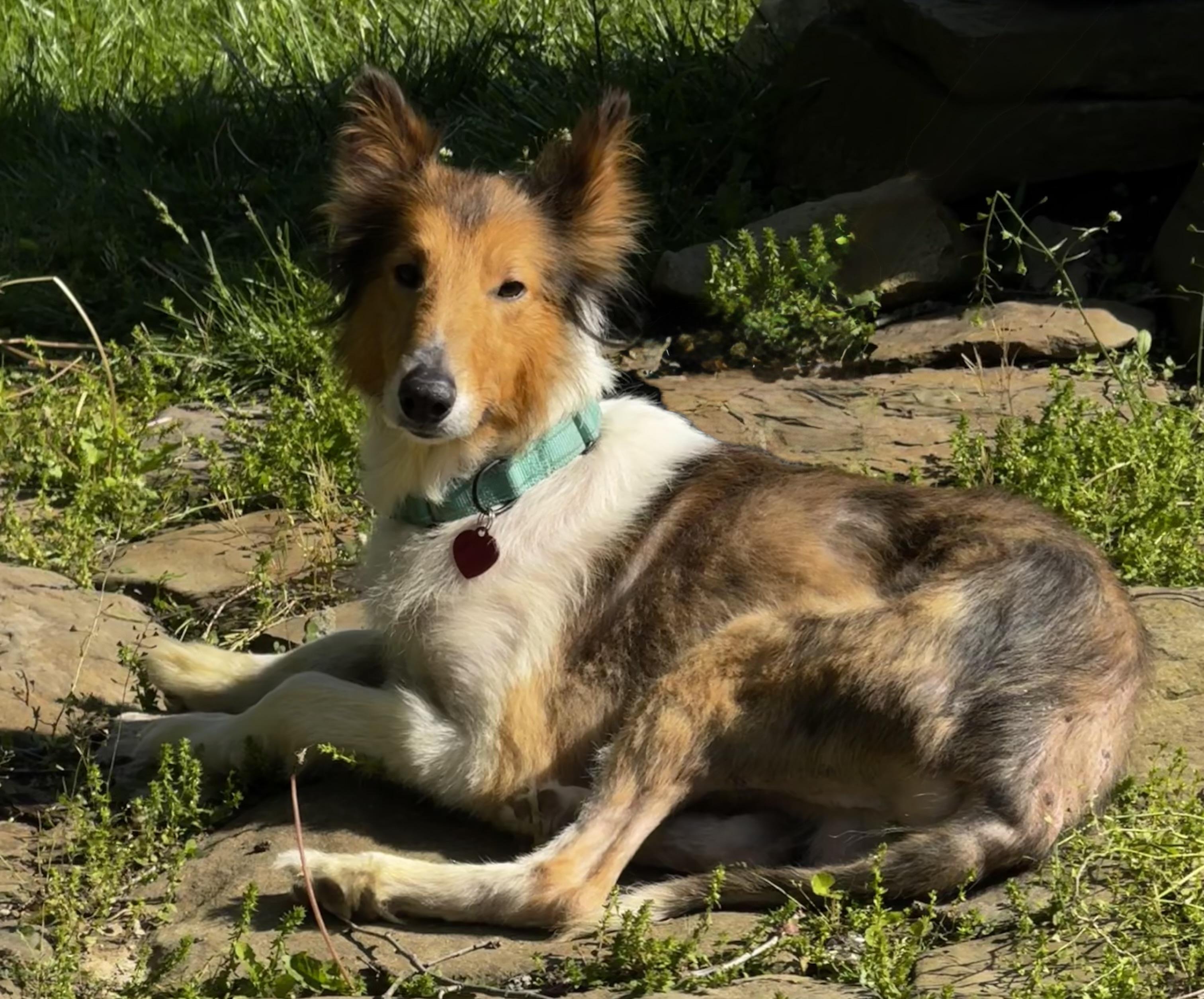Enlarge Beau, a Adoptable Rough Collie in Elyria, OH image 2/6