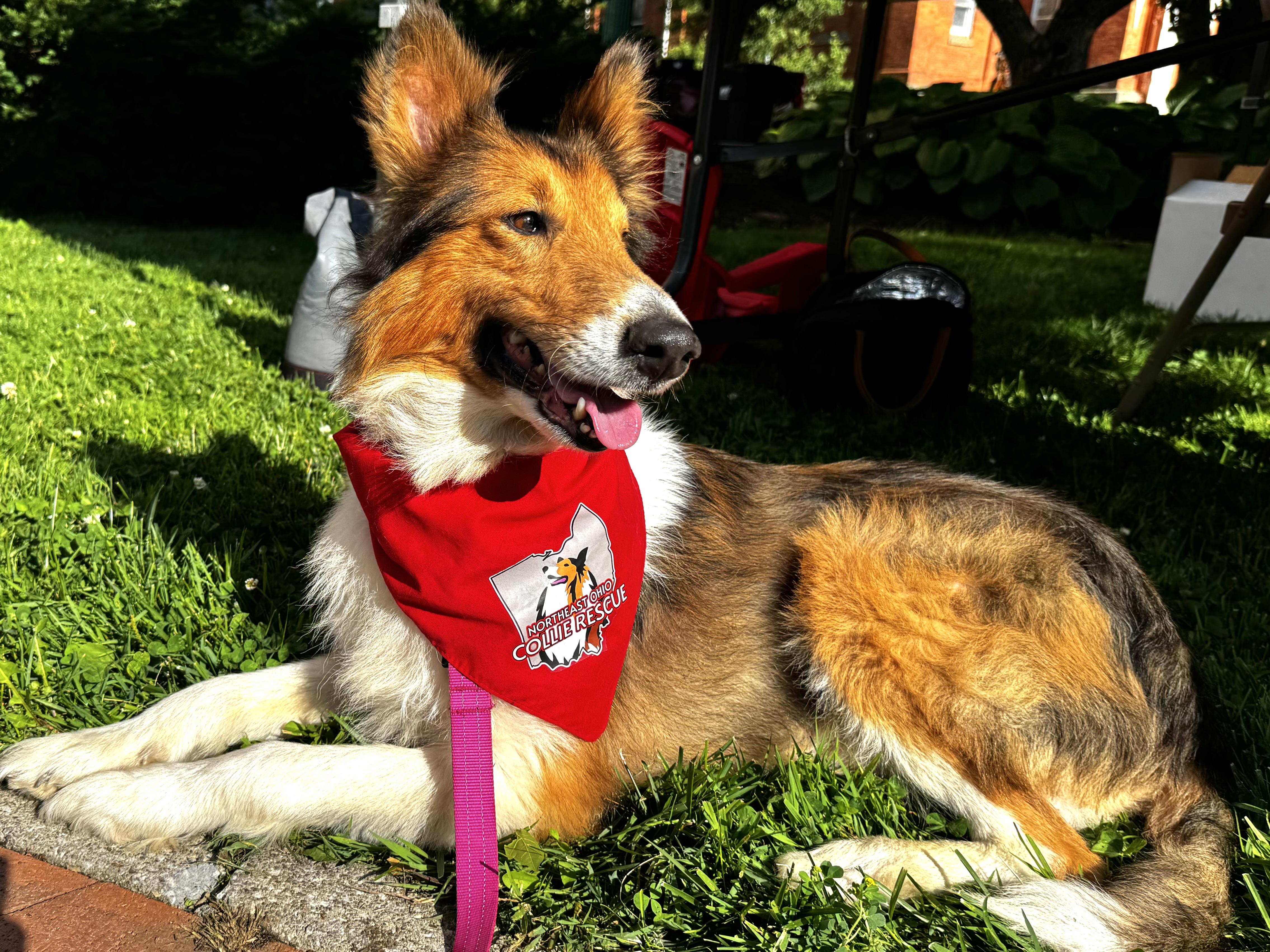 Enlarge Beau, a Adoptable Rough Collie in Elyria, OH image 3/6