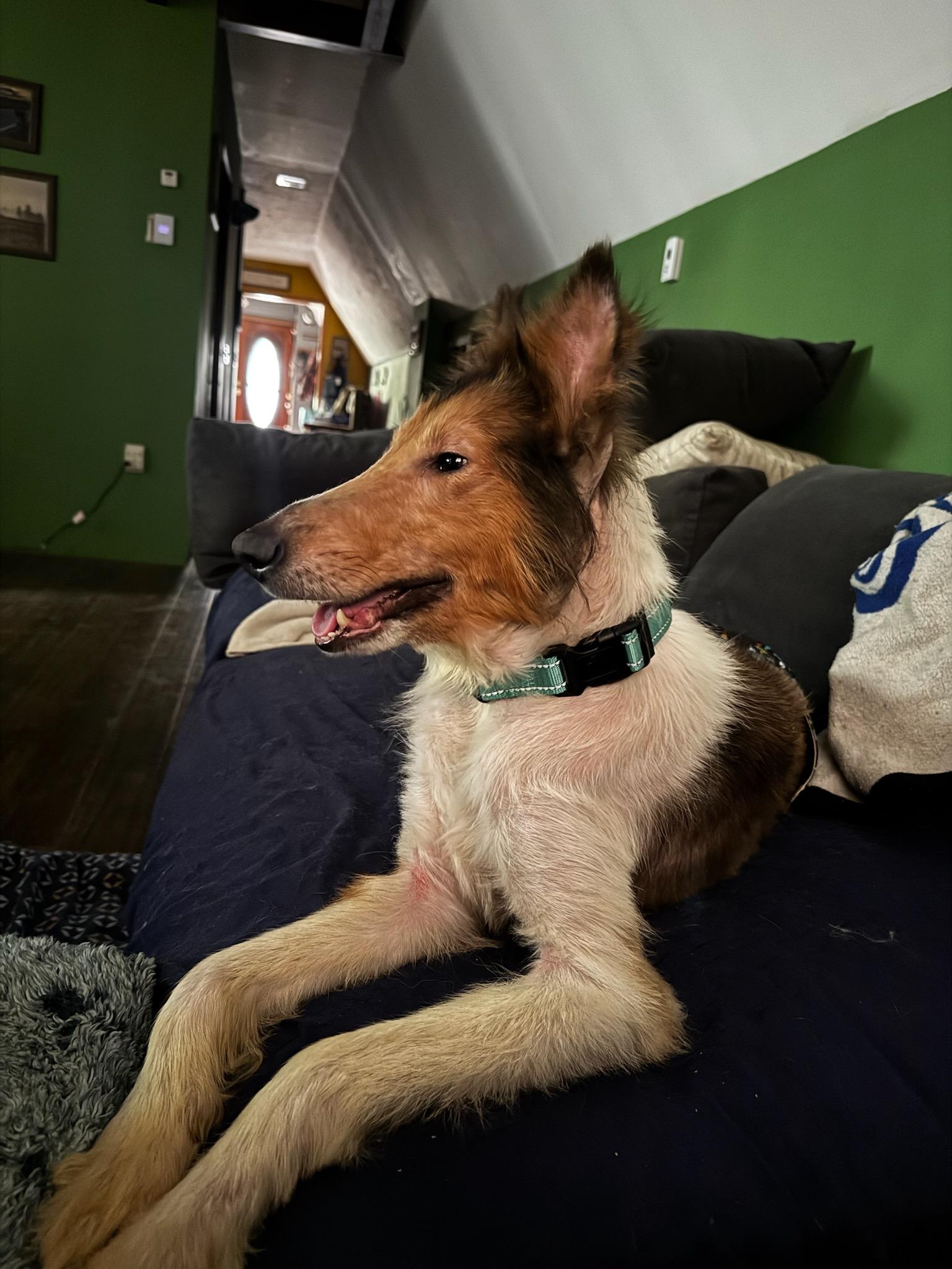 Beau, Adoptable, Adult Male Rough Collie.