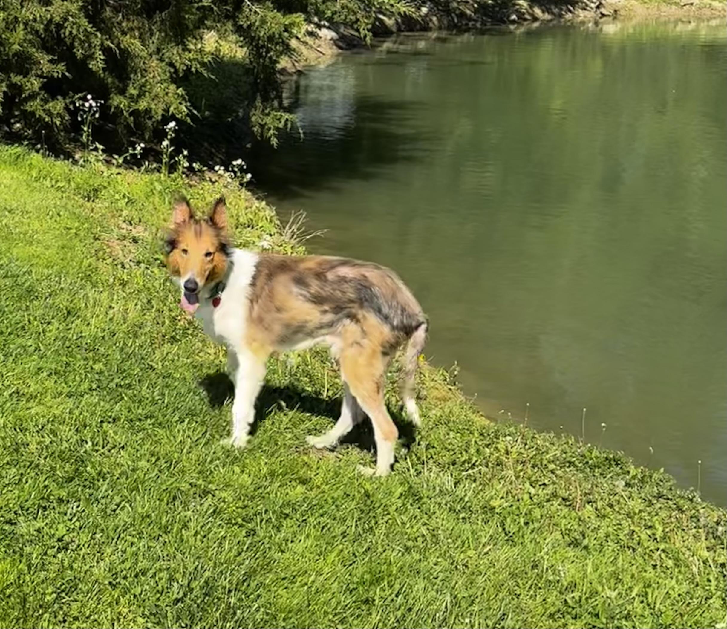 Enlarge Beau, a Adoptable Rough Collie in Elyria, OH image 5/6