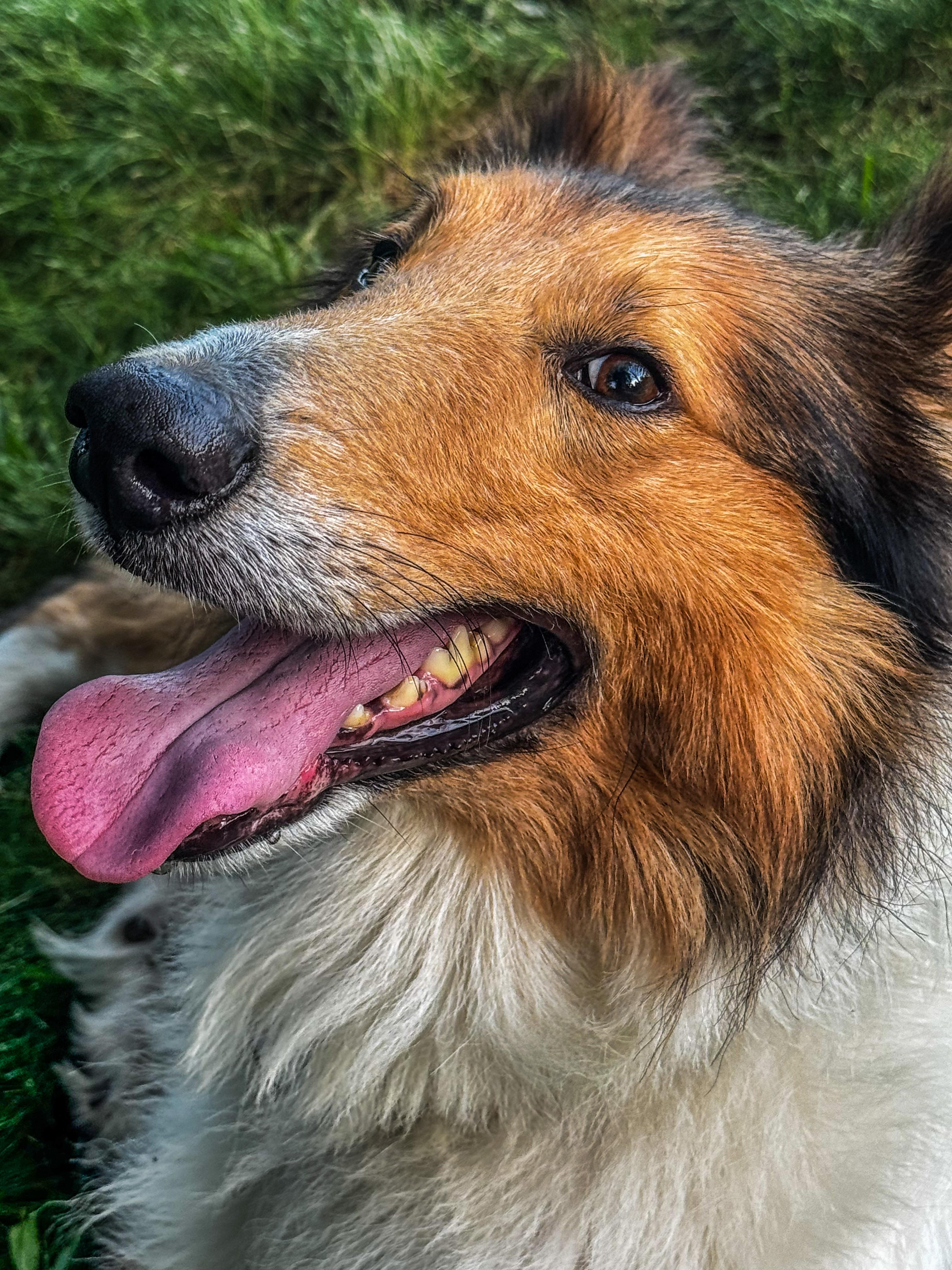 Enlarge Beau, a Adoptable Rough Collie in Elyria, OH image 6/6
