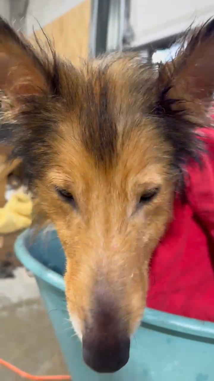 Beau, a Adoptable Rough Collie in Elyria, OH image 3/3