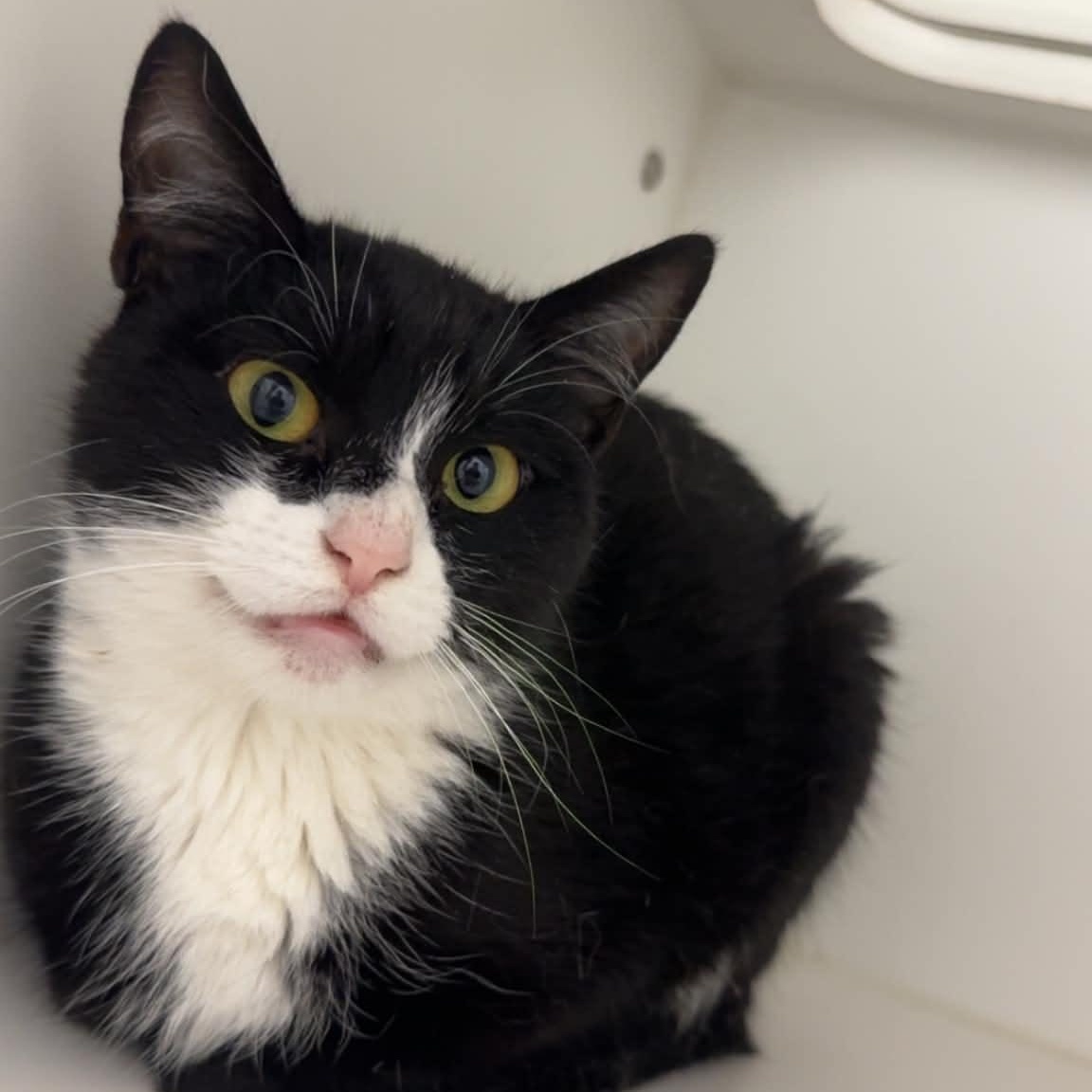 Enlarge Diego, a ADOPTABLE American Shorthair in Danbury, CT image 3/3