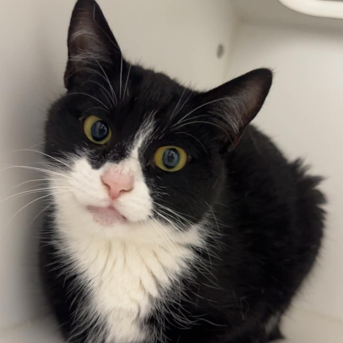 Diego, ADOPTABLE, Adult Female American Shorthair.