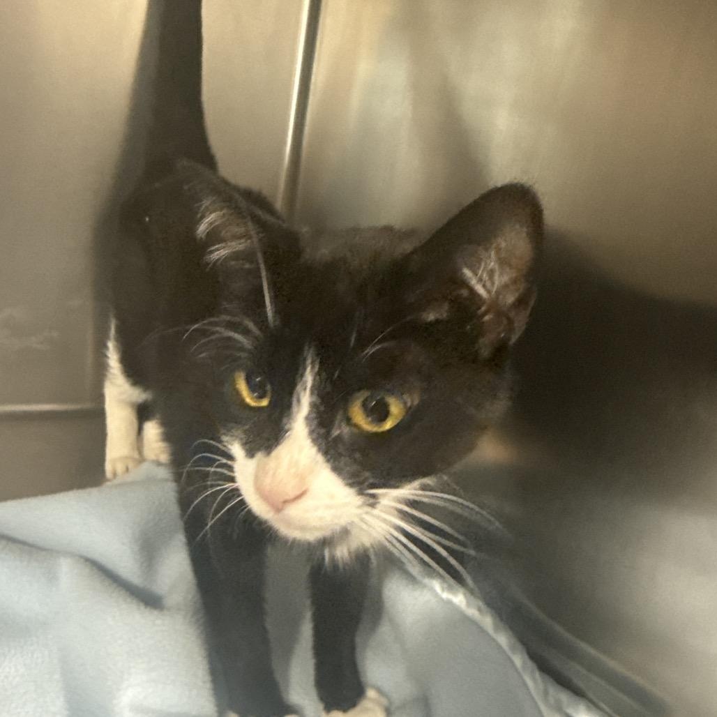 Enlarge Diego, a ADOPTABLE American Shorthair in Danbury, CT image 2/3