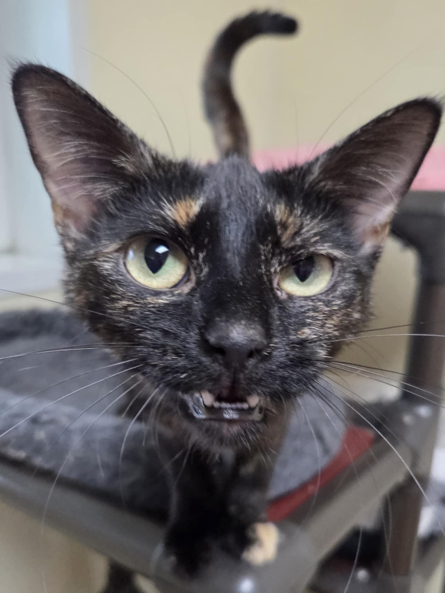 Heloise, Adopted, Adult Female Tortoiseshell & Domestic Short Hair.