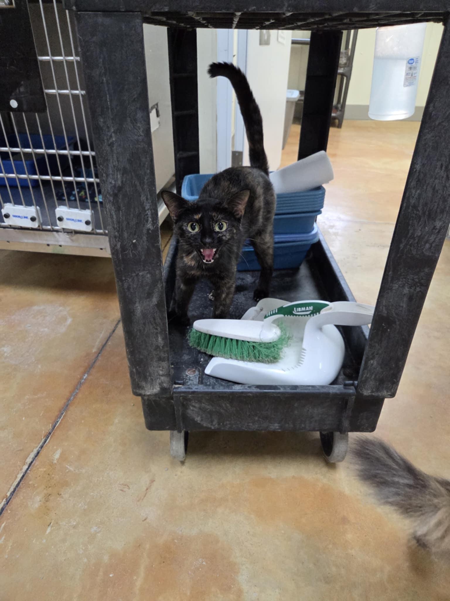 Enlarge Heloise, a Adopted mixed breed in Austin, MN image 2/3