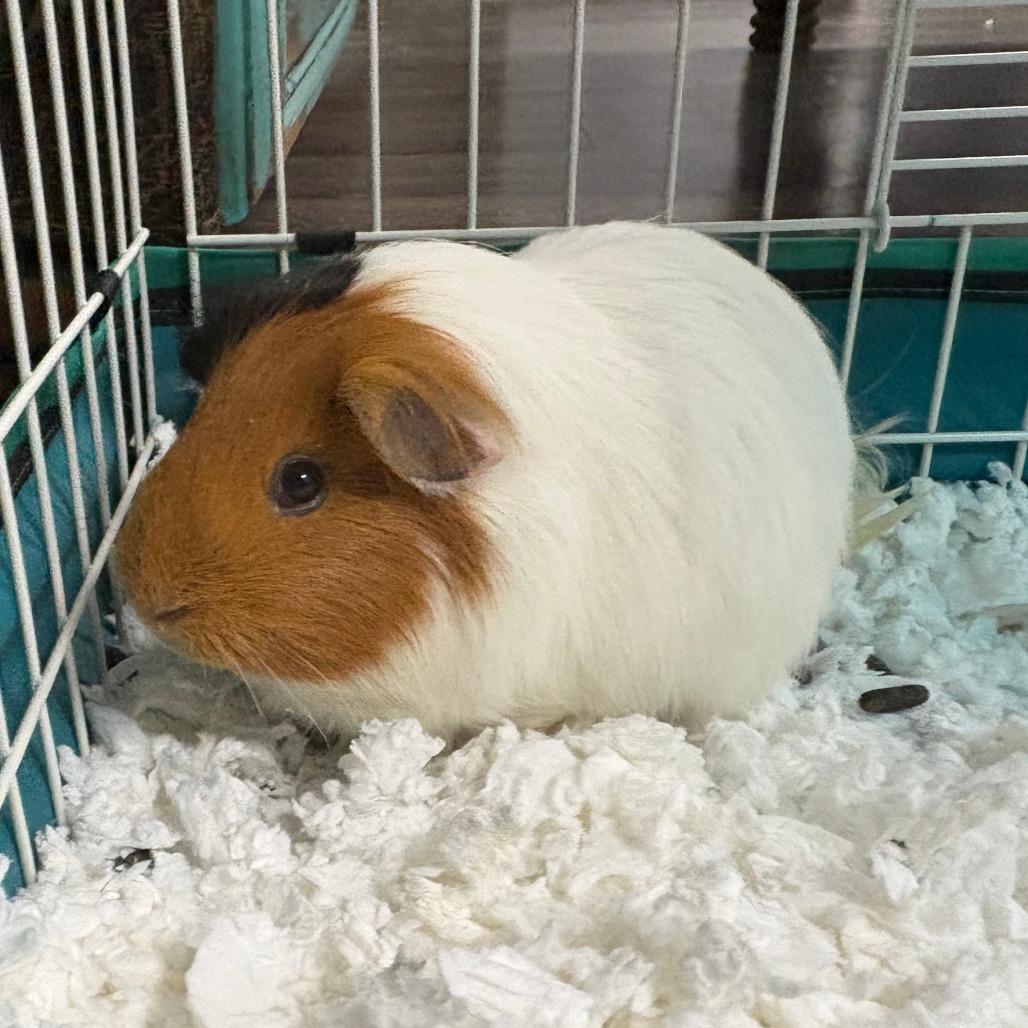 Bass, Adoptable, Young Male Guinea Pig.