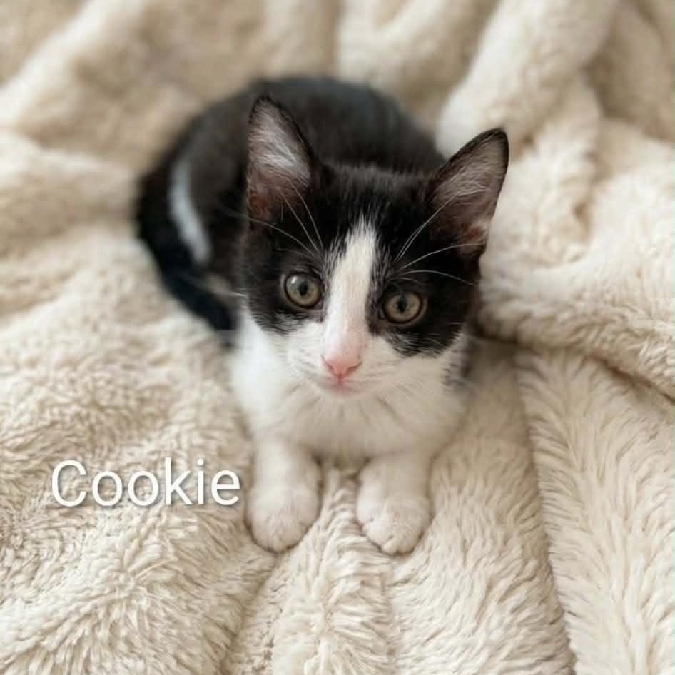 Cookie - Adopted 7/4/26, an adopted Domestic Short Hair in Livonia, MI image 2/3