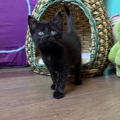 Rose Nylund, Baby Female Domestic Short Hair