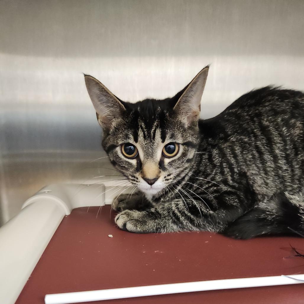 Enlarge Misdemeanor, a Adoptable Domestic Short Hair in Fort Wayne, IN image 1/2