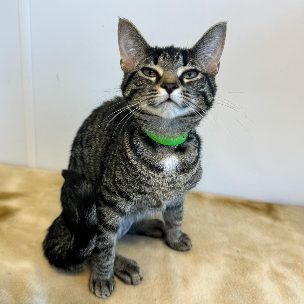 Enlarge Misdemeanor, a Adoptable Domestic Short Hair in Fort Wayne, IN image 2/2