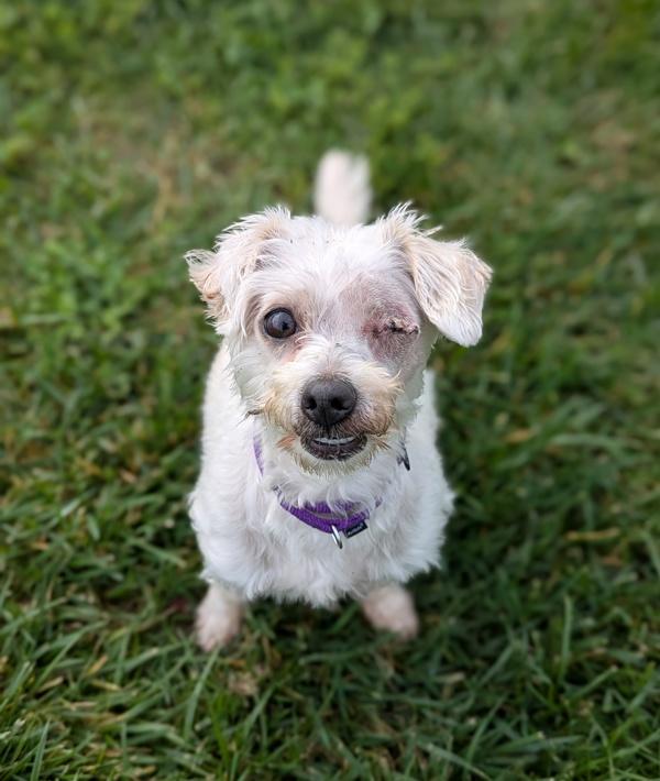 Biscuit, Adoptable, Senior Female Poodle.