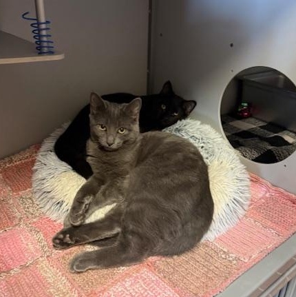 Enlarge Swiper, a ADOPTABLE Domestic Short Hair in Honesdale, PA image 4/5