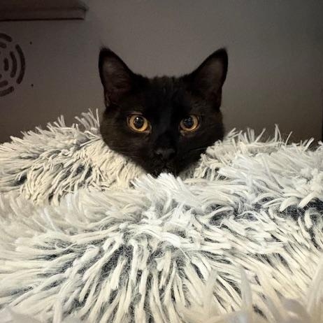 Enlarge Swiper, a ADOPTABLE Domestic Short Hair in Honesdale, PA image 1/5