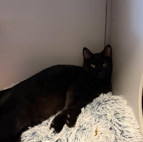 Enlarge Swiper, a ADOPTABLE Domestic Short Hair in Honesdale, PA image 3/5