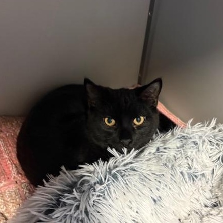 Enlarge Swiper, a ADOPTABLE Domestic Short Hair in Honesdale, PA image 2/5