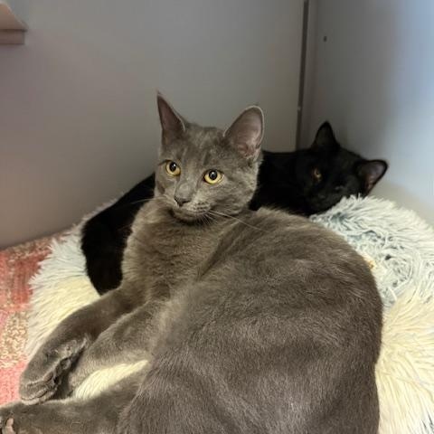 Enlarge Swiper, a ADOPTABLE Domestic Short Hair in Honesdale, PA image 5/5