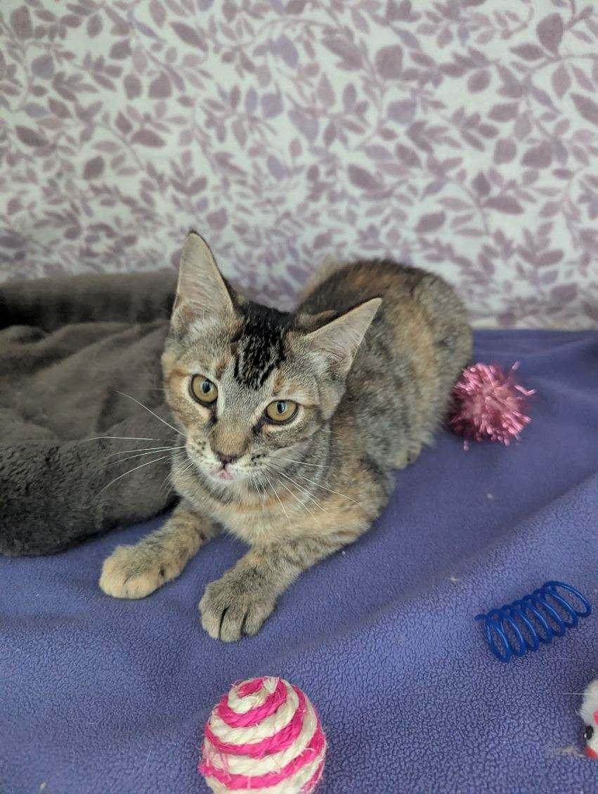 Orion, Adoptable, Kitten Female Tabby.