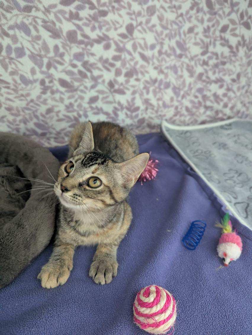 Enlarge Orion, a Adoptable Tabby in Standish, MI image 2/4