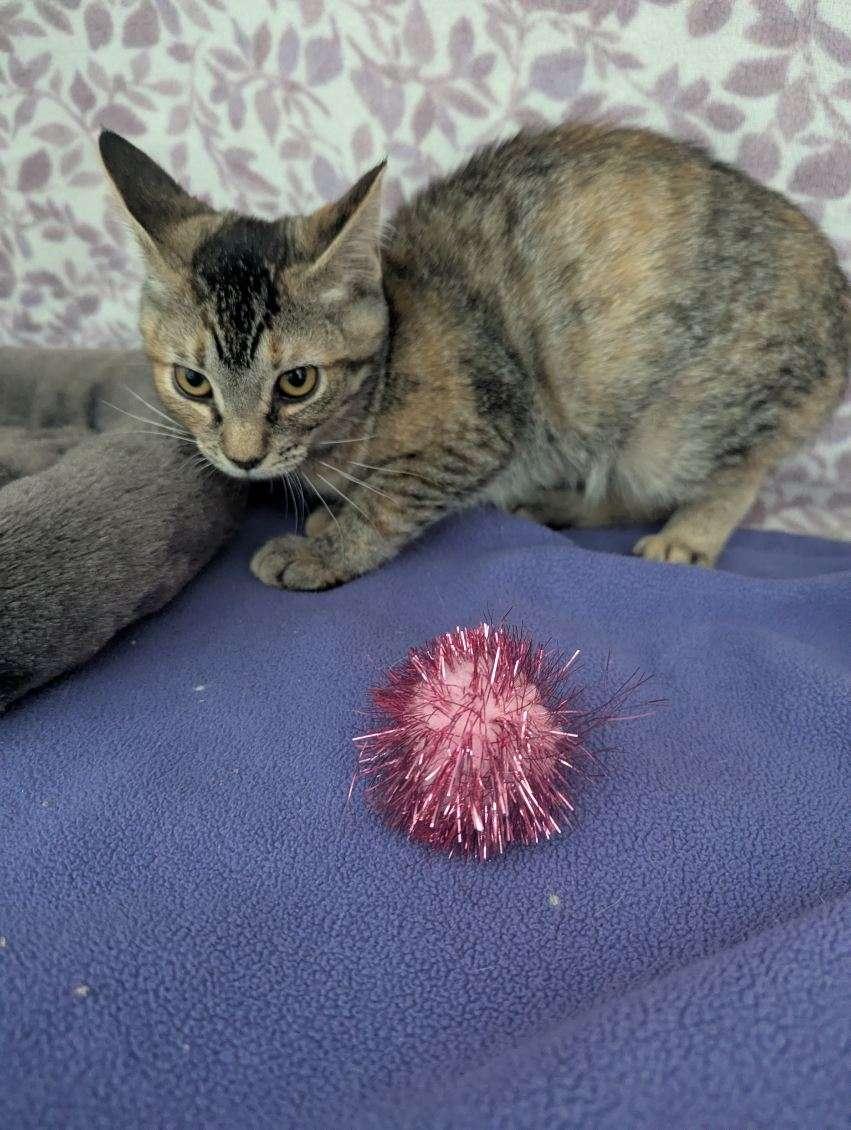 Enlarge Orion, a Adoptable Tabby in Standish, MI image 3/4