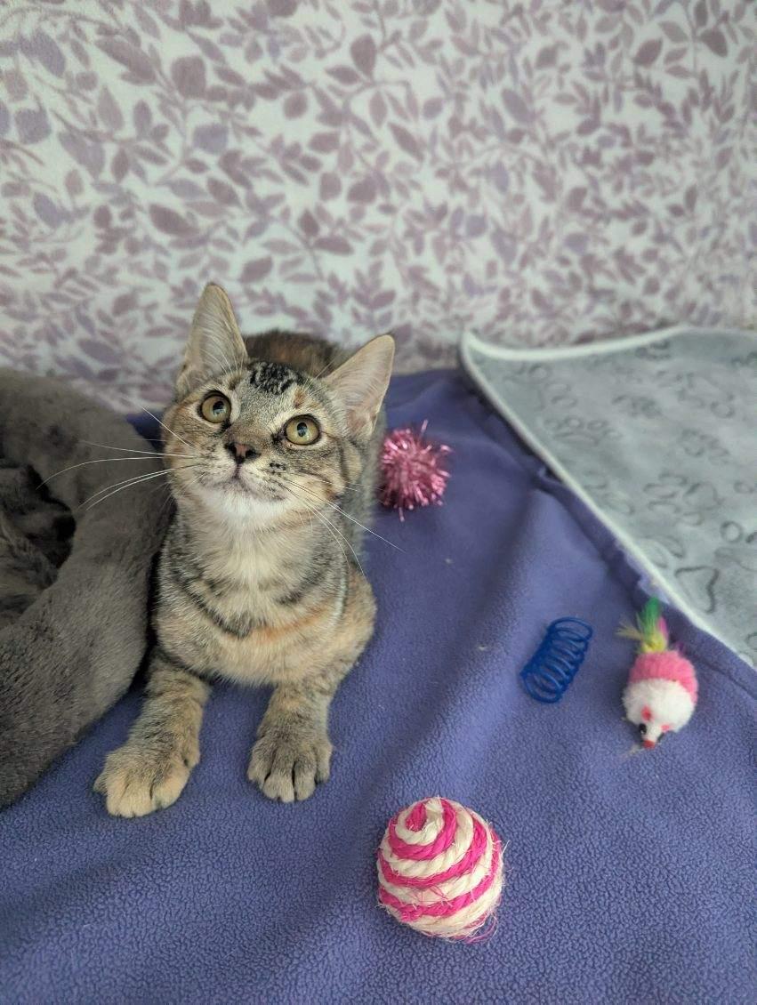 Enlarge Orion, a Adoptable Tabby in Standish, MI image 4/4