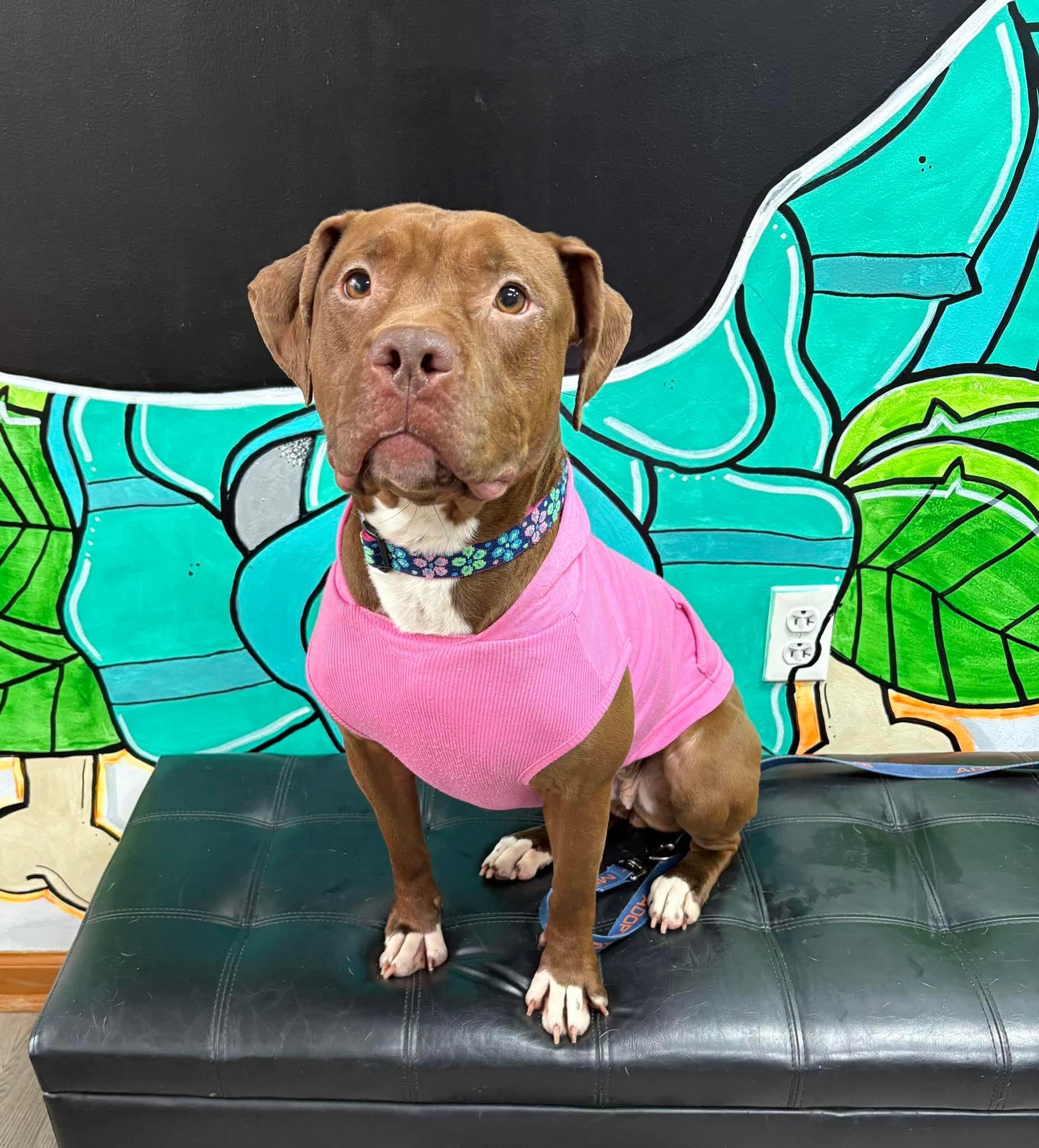 McGee.   tinycauseadopt@gmail.com